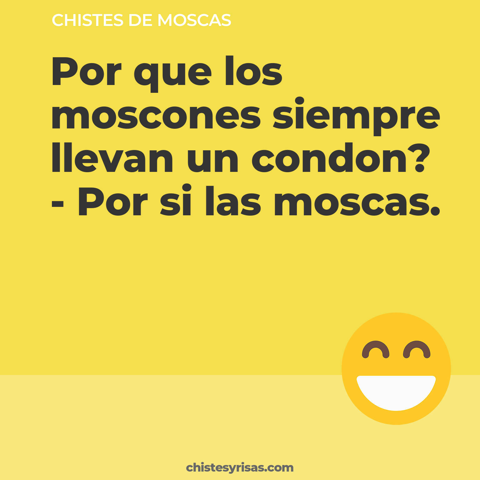 chistes de Moscas cortos